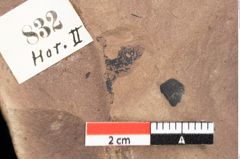 Foto (Detailsansicht) von Quercus palaeoilex Ettingshausen (NHMW-GEO-2024-0188-0832)